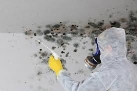 Best Black Mold Removal  in Wailuku, HI